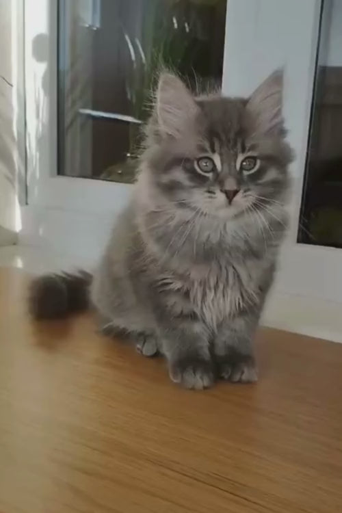 video