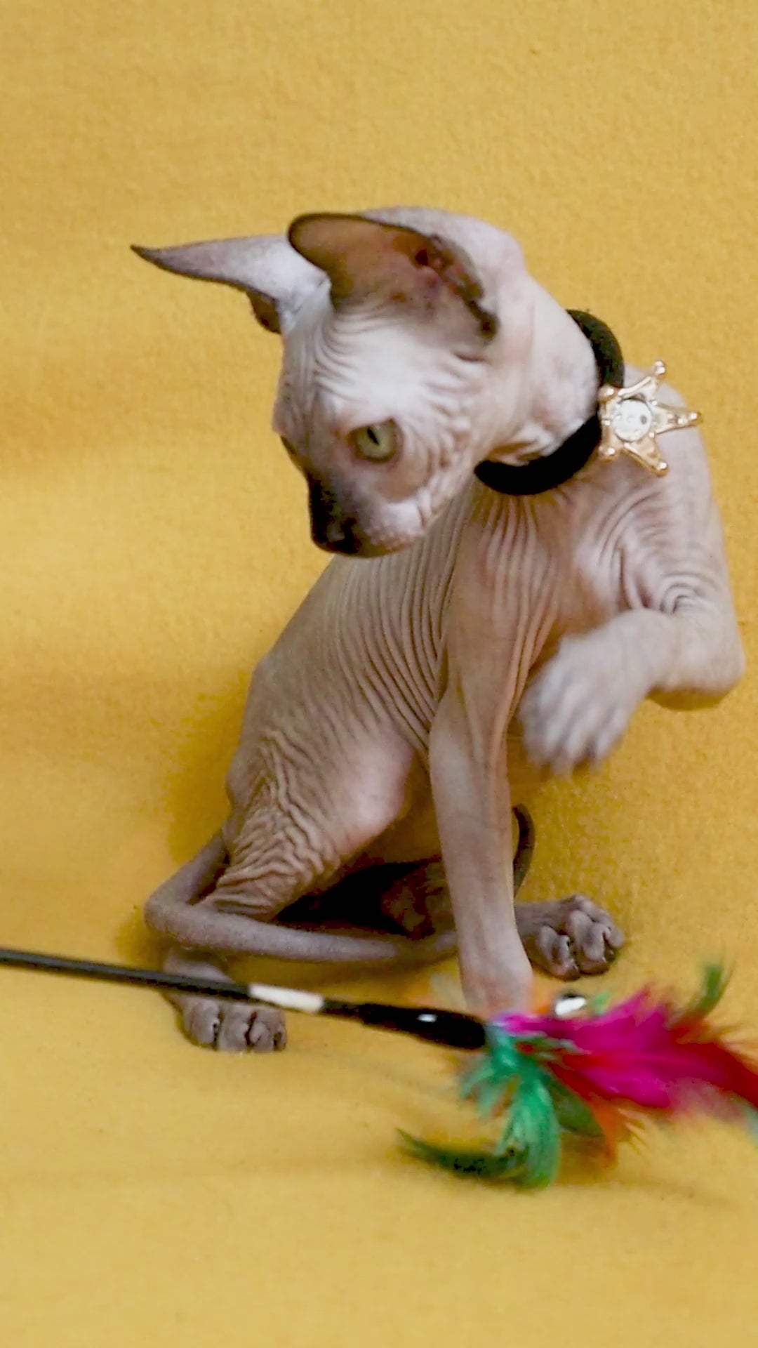 Ilbert| Sphynx Kitten