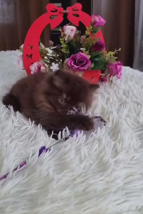 video