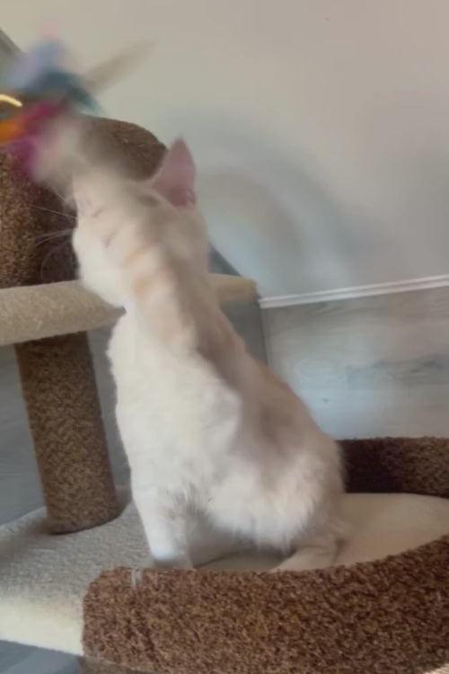 video
