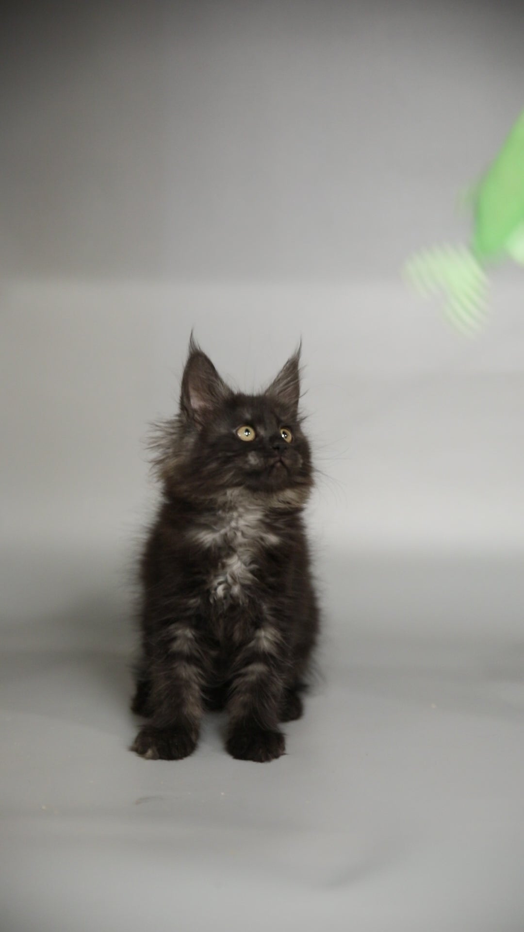 Cloe | Maine Coon Kitten