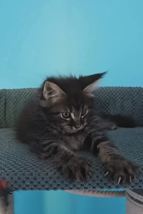 video