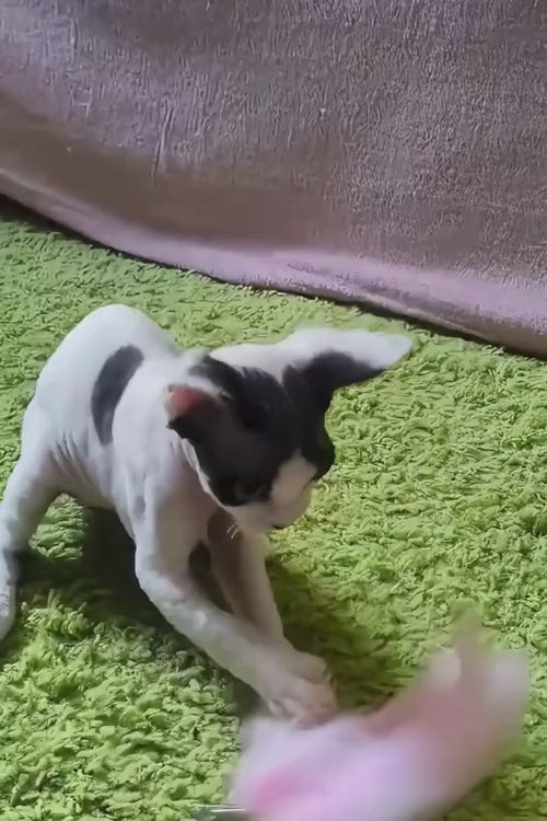 video