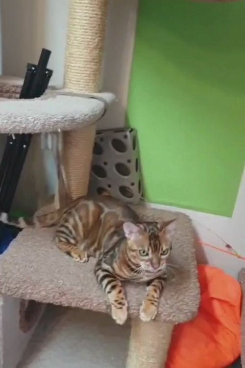 video