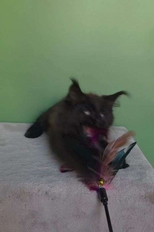 video