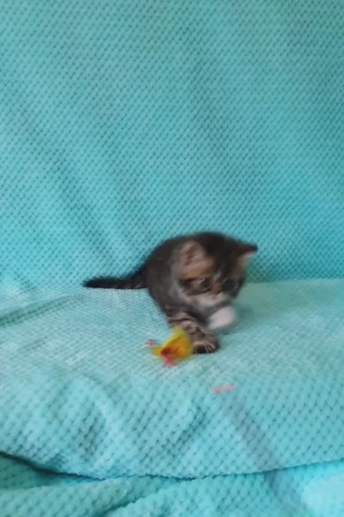 video