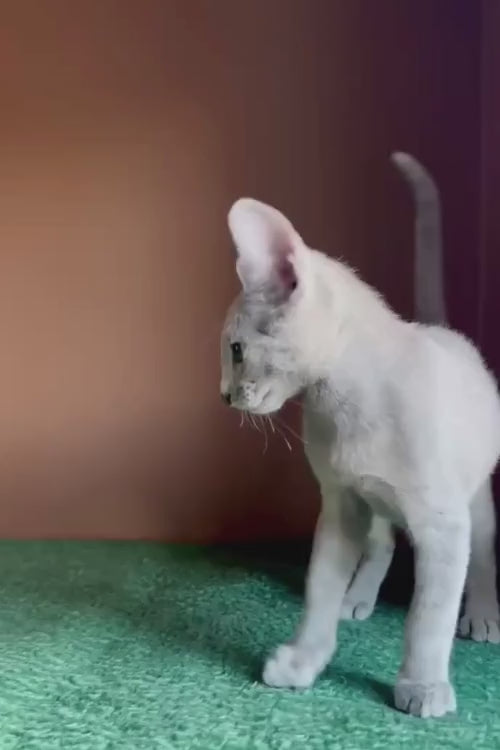 video