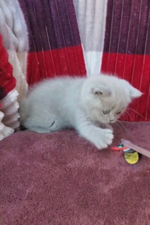 video