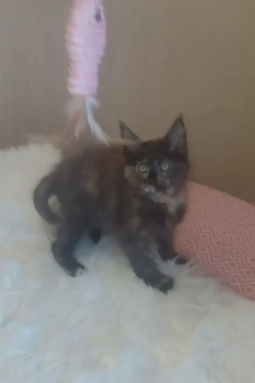 video