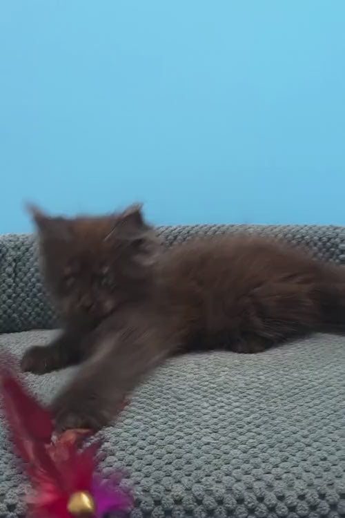 video