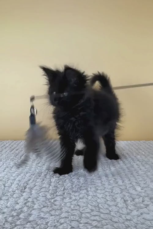 video
