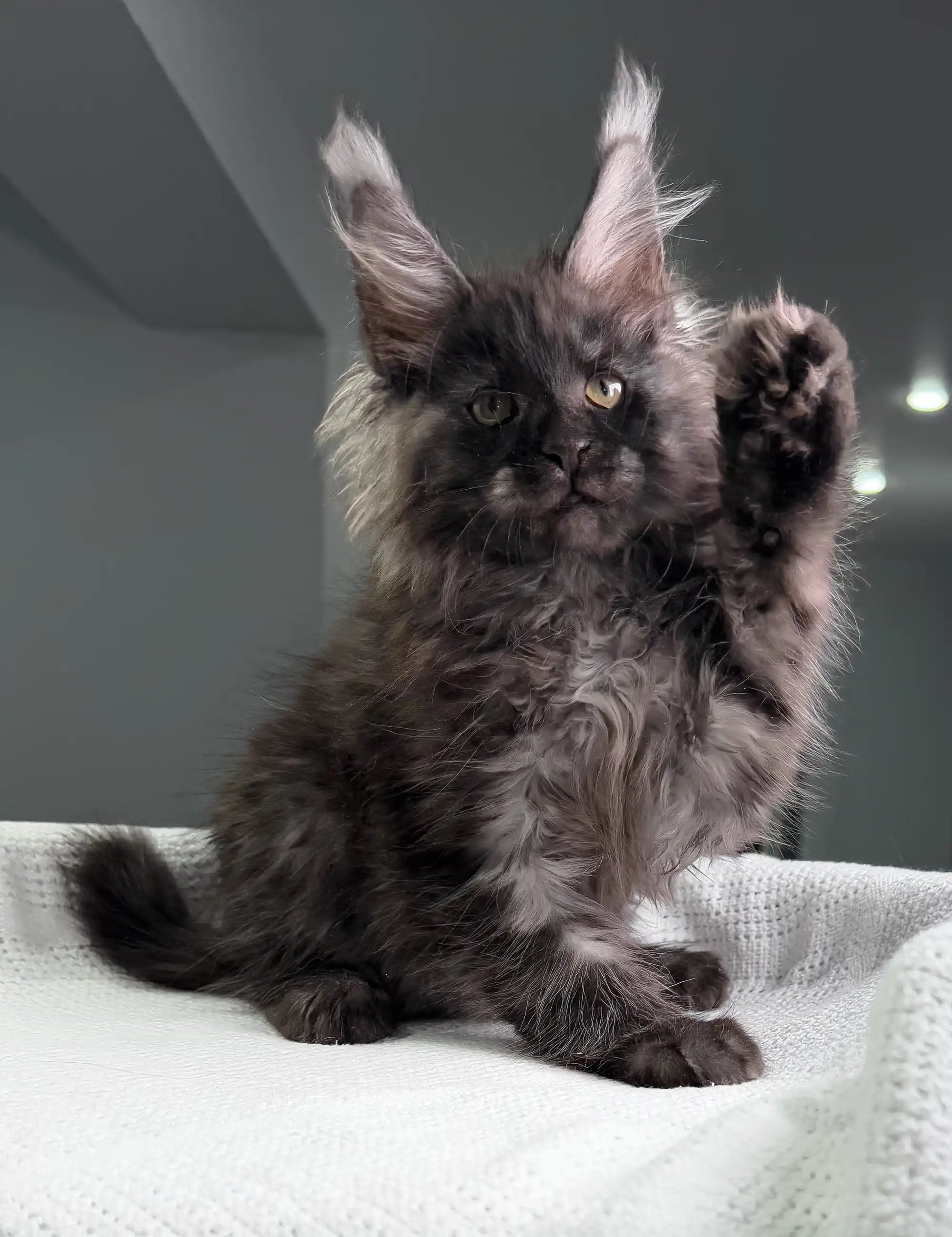 Fluffy black Maine Coon kitten raising paw playfully for Pride product display