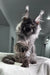 Fluffy gray Maine Coon kitten from the Pride collection, super cute and playful