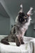 Gray Maine Coon cat featured in Pride Maine Coon Kitten product display