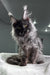 Gray Maine Coon cat showcased in the Pride Maine Coon Kitten product