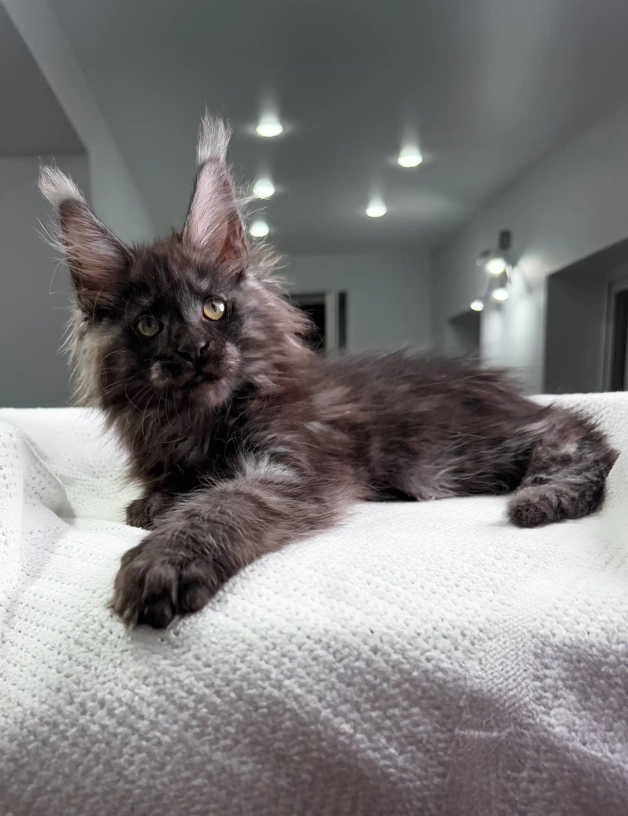 Long-haired black Maine Coon kitten lounging on cozy white fabric