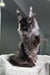 Majestic Maine Coon cat showcasing the Pride Maine Coon Kitten product