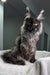 Majestic black and silver Maine Coon cat from the Pride Maine Coon Kitten collection