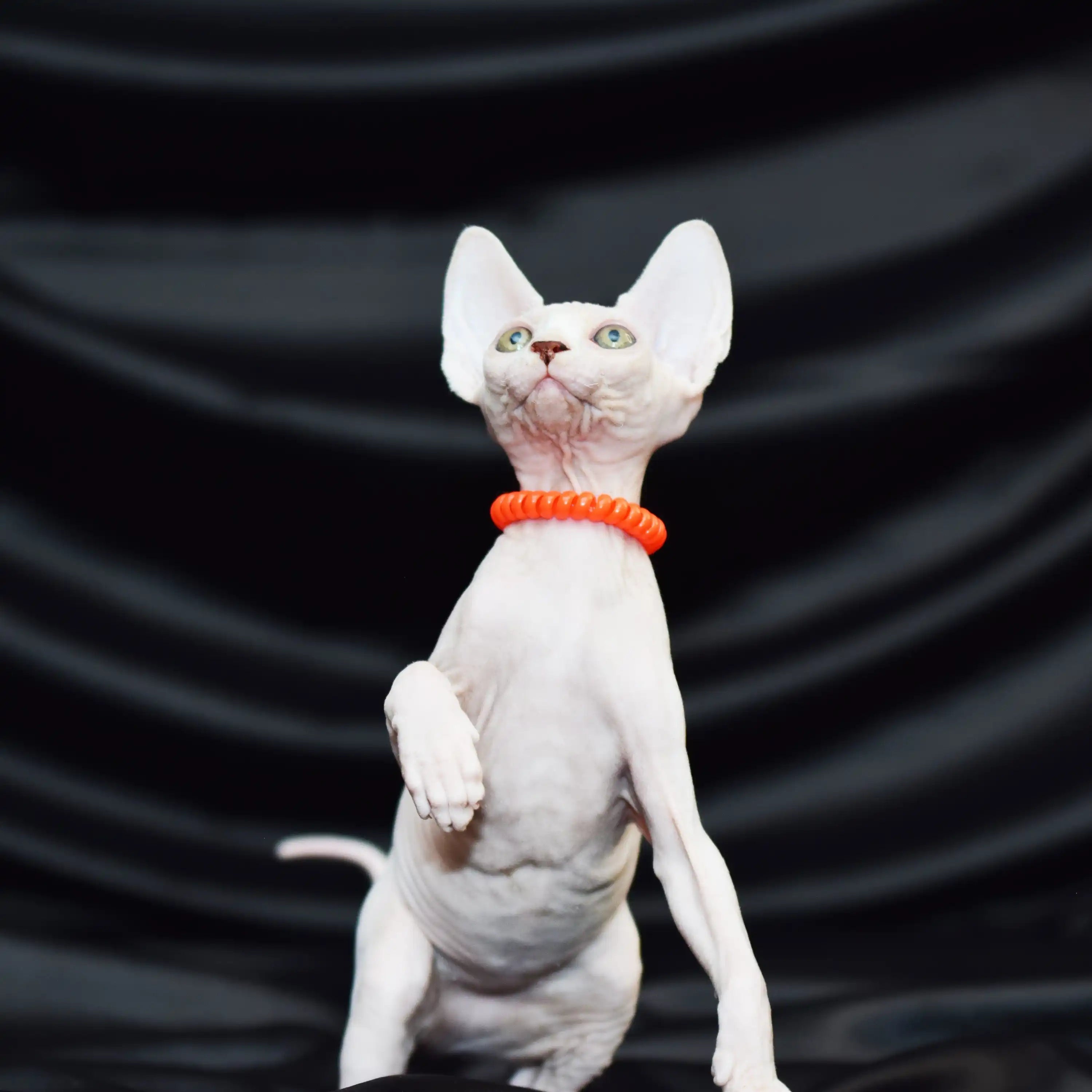 Sphynx Cats for Sale | Kittens For Primrose | Kitten