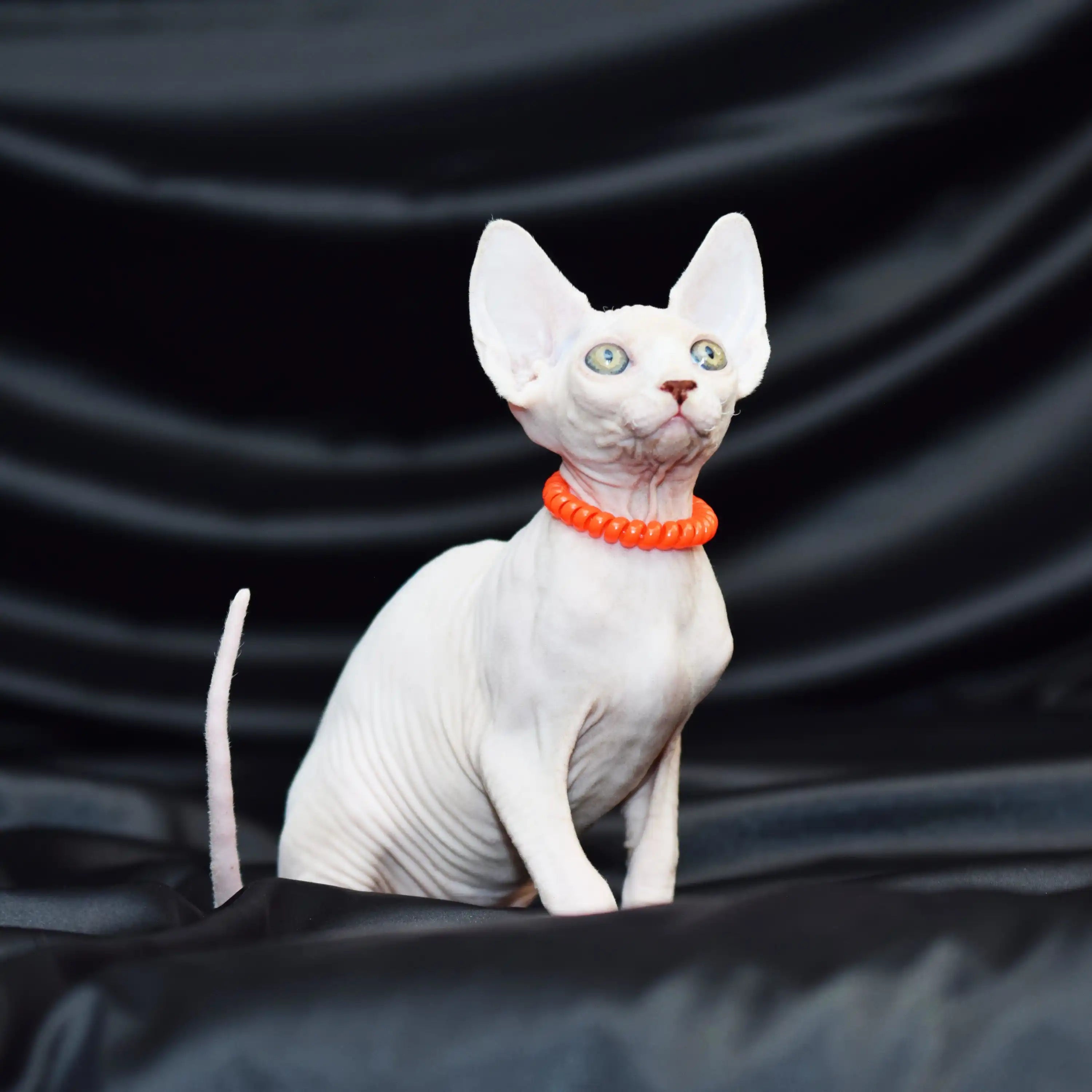 Sphynx Cats for Sale | Kittens For Primrose | Kitten