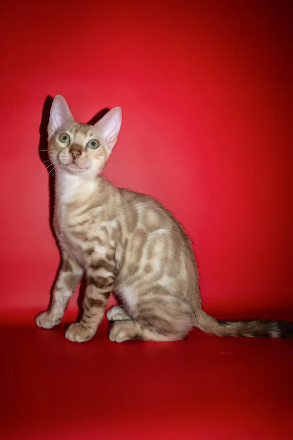 Prince | bengal kitten