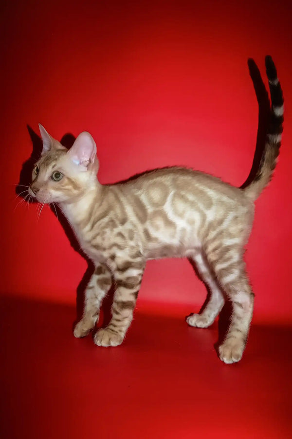 Prince | bengal kitten