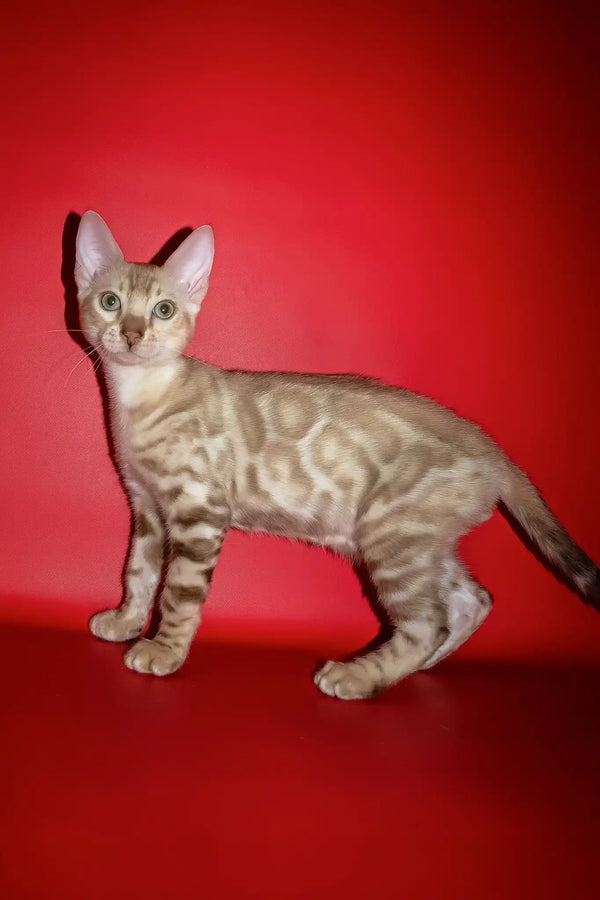 Prince | bengal kitten