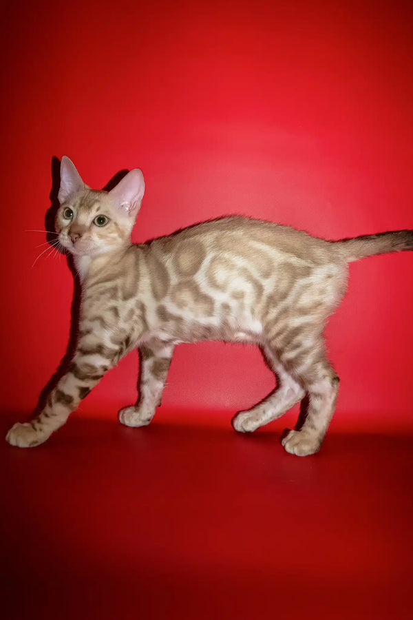 Prince | bengal kitten