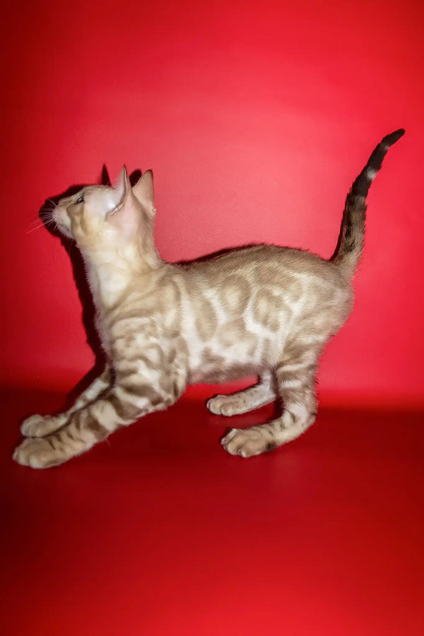 Prince | bengal kitten