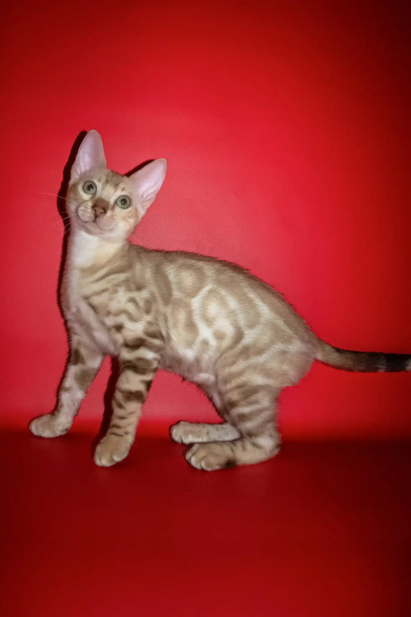 Prince | bengal kitten