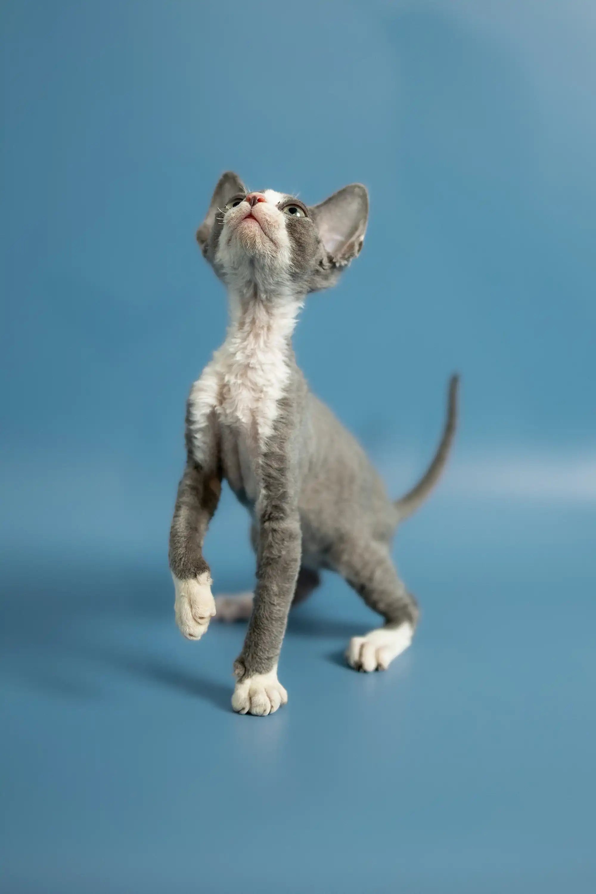 Devon Rex Kittens For Sale Prince | Kitten