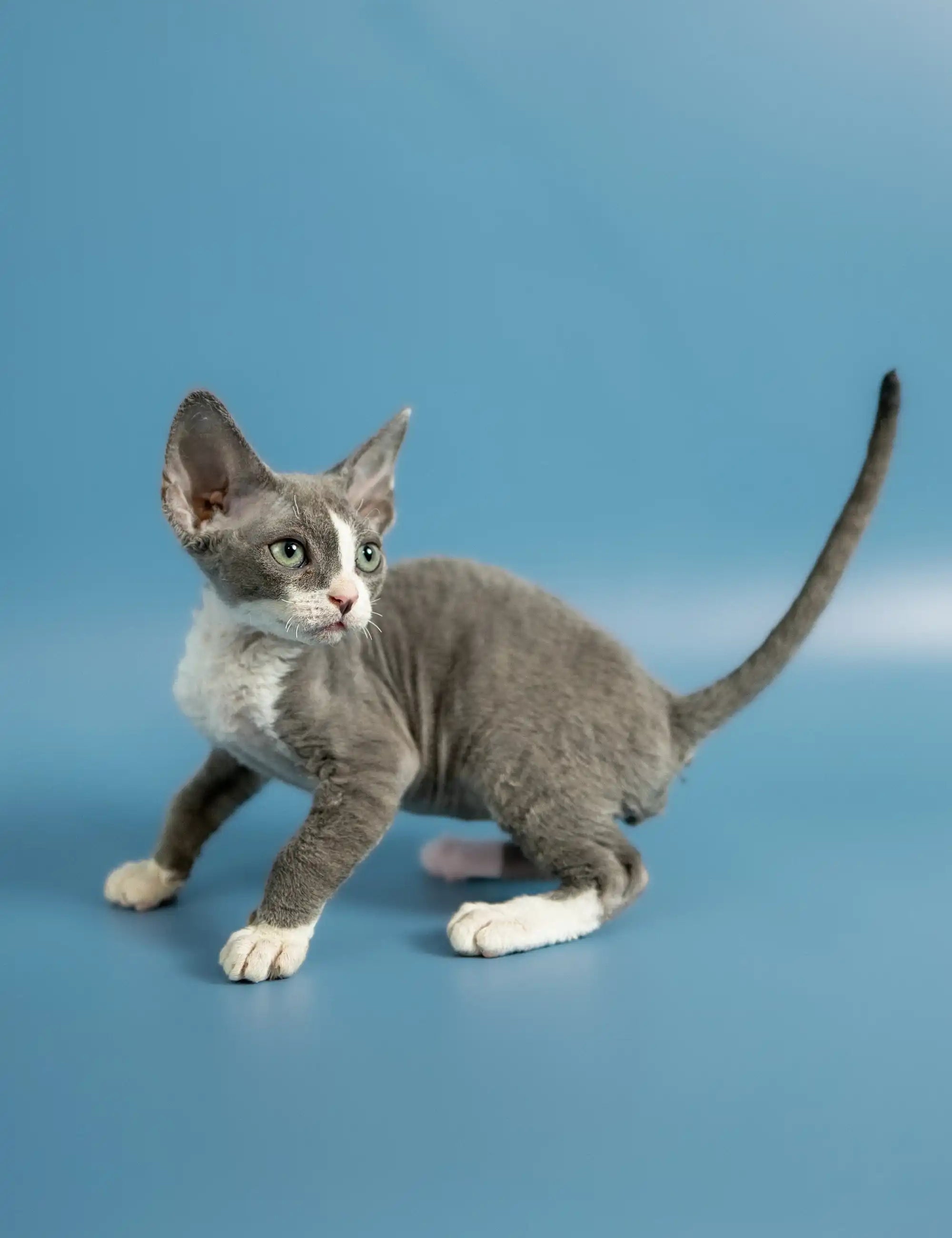 Discover the Unique Devon Rex Cat - Your Ultimate Care Guide – Purebred ...