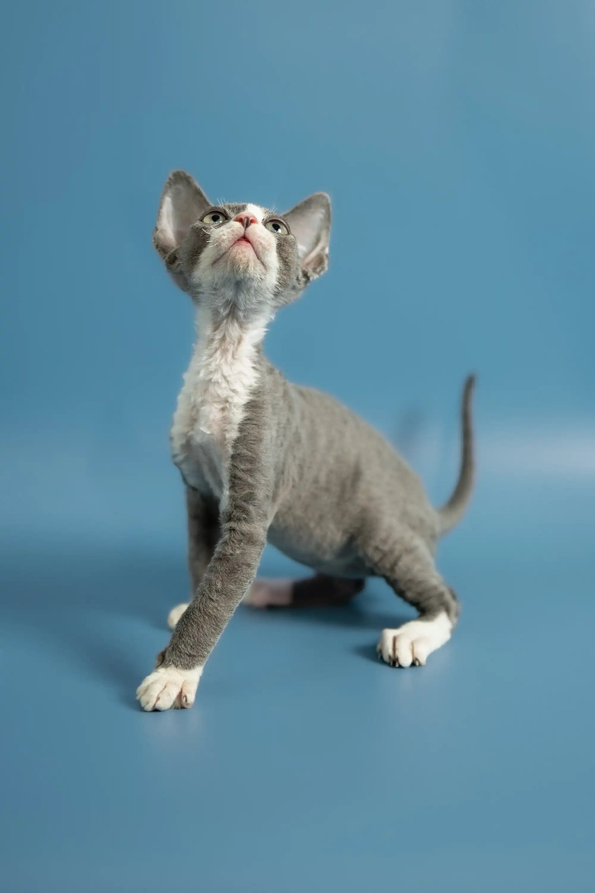 Devon Rex Kittens For Sale Prince | Kitten