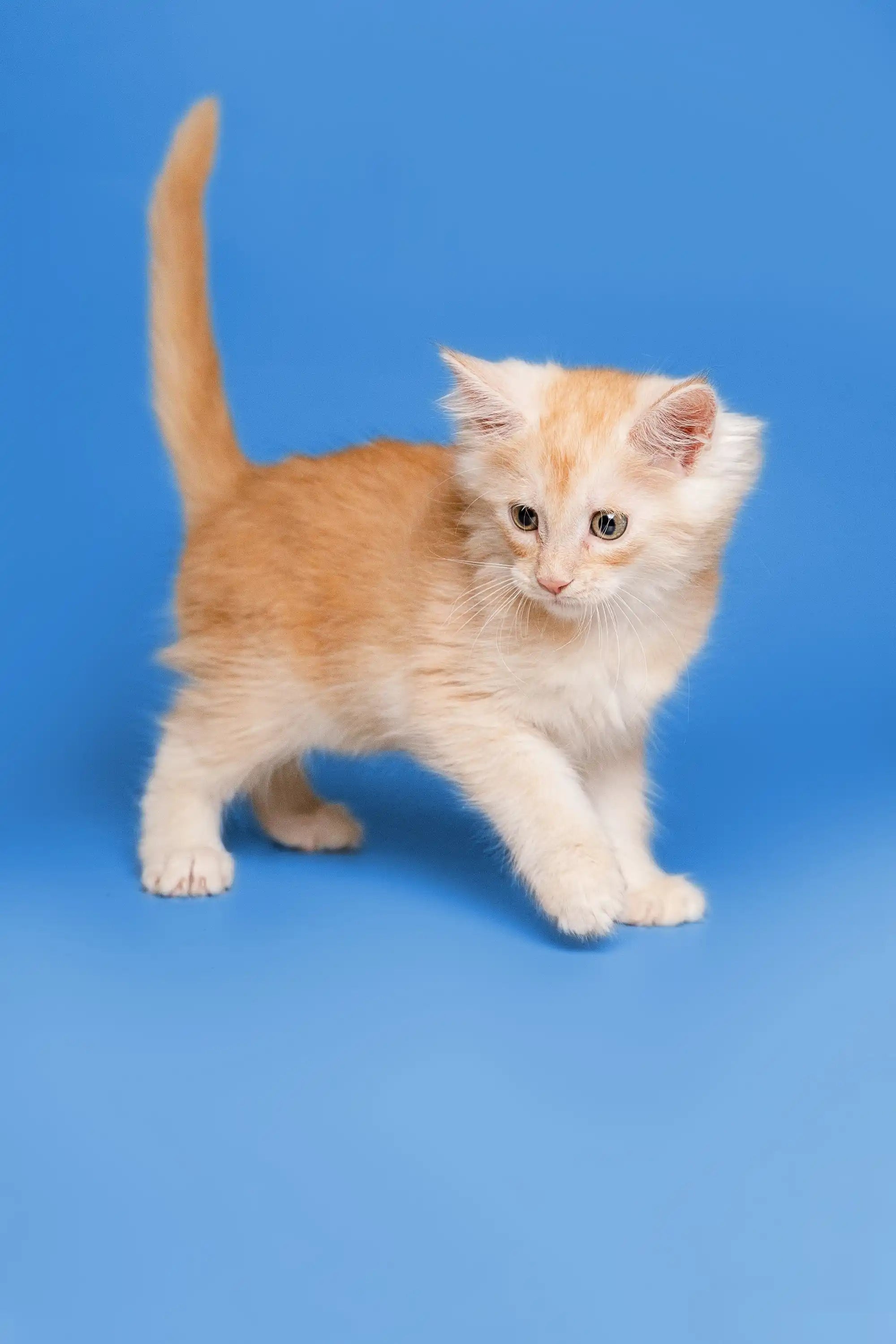 Maine Coon Cats & Kittens For Sale Prince Maine Coon Kitten