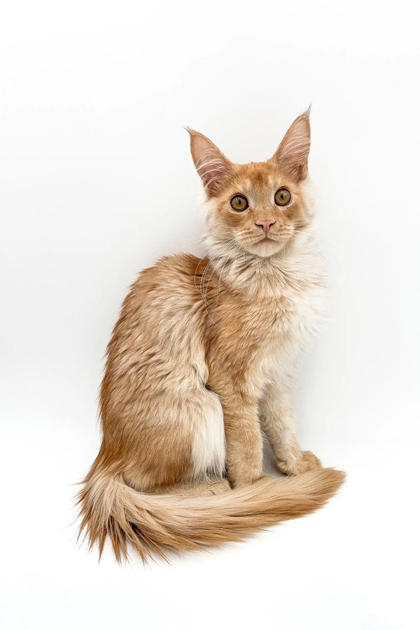 Light-colored Maine Coon kitten named Prince with big ears and a fluffy tail