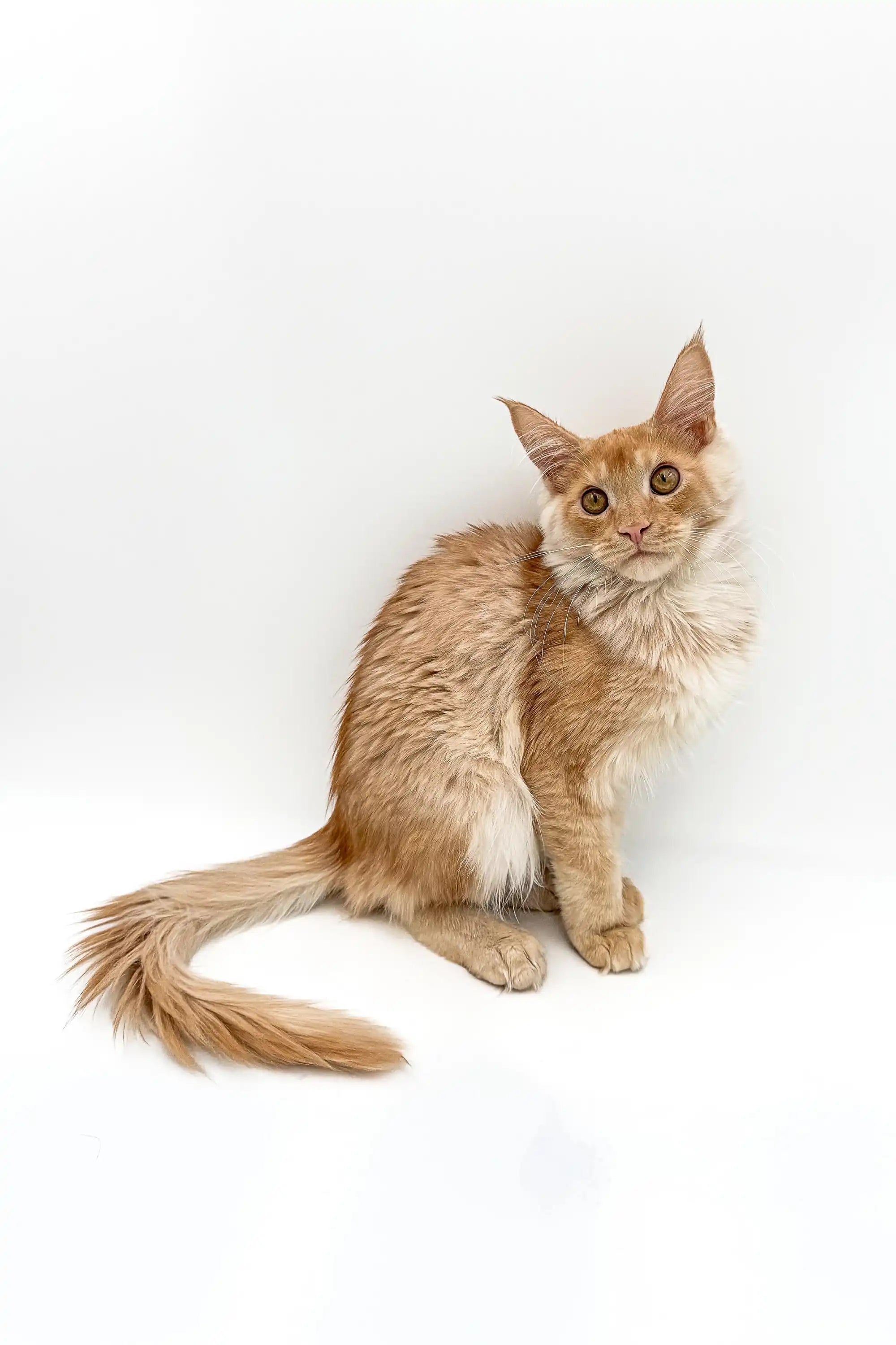 Maine Coon Kittens for Sale Prince | Kitten