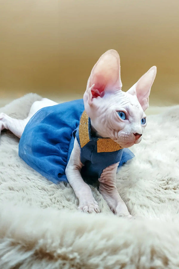Princess | canadian sphynx kitten