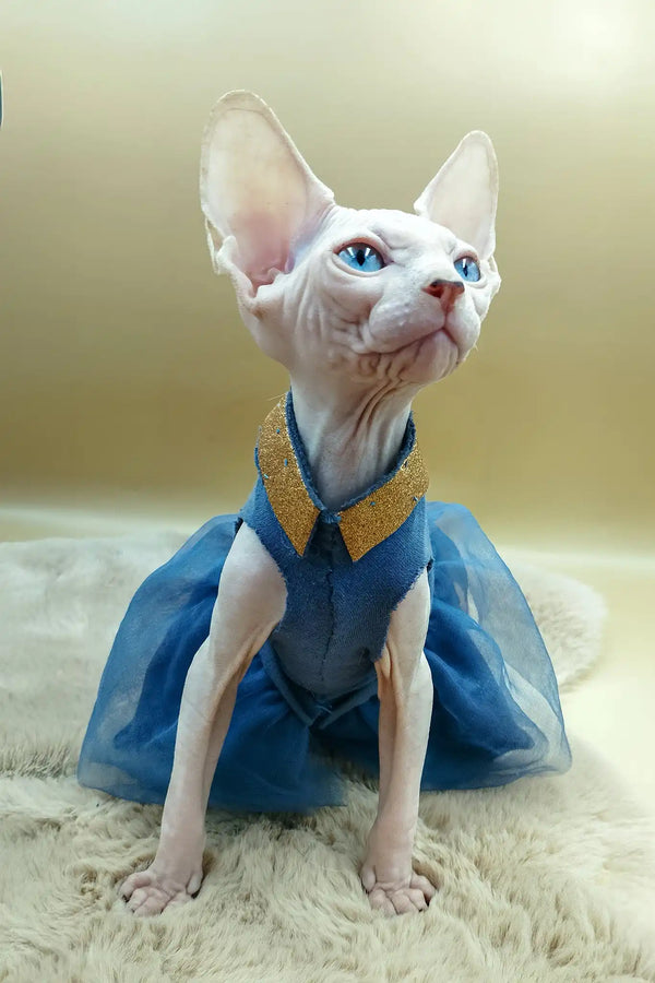 Princess | canadian sphynx kitten