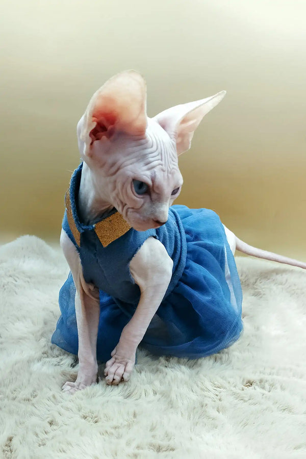 Princess | canadian sphynx kitten