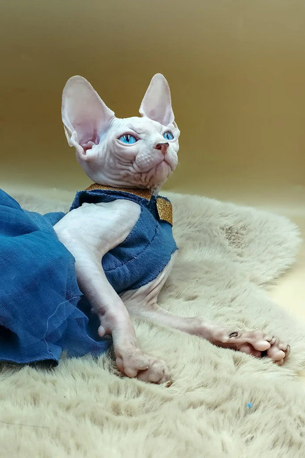 Princess | canadian sphynx kitten