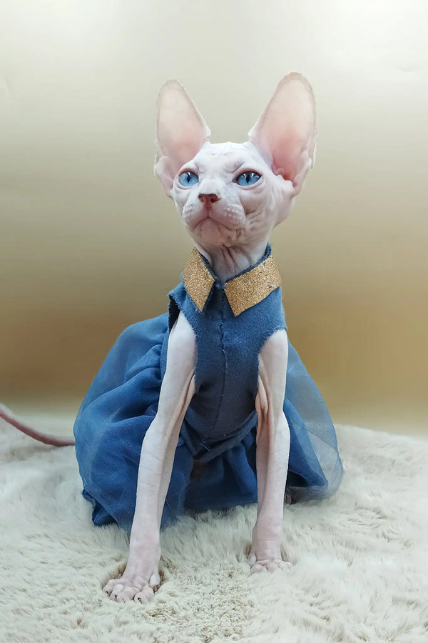 Princess | canadian sphynx kitten