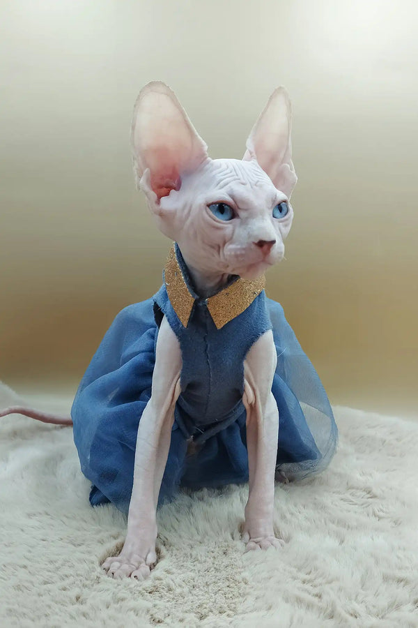 Princess | canadian sphynx kitten