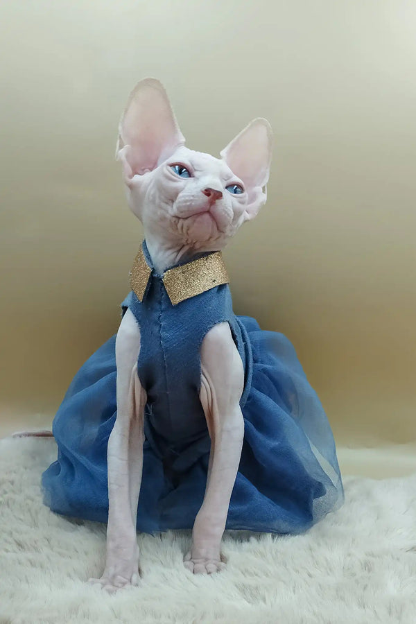 Princess | canadian sphynx kitten
