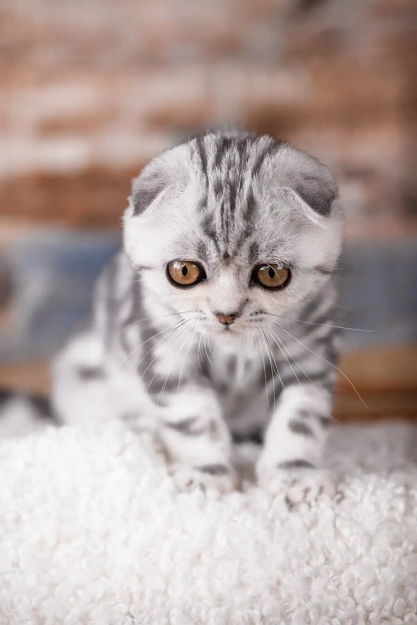 Princess | scottish fold kitten