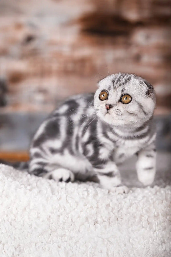Princess | scottish fold kitten