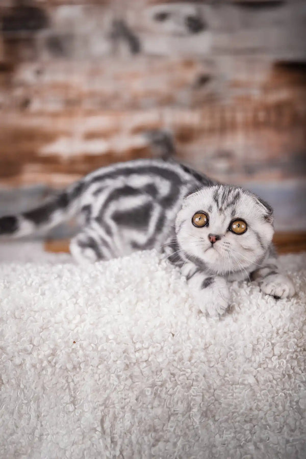 Princess | scottish fold kitten