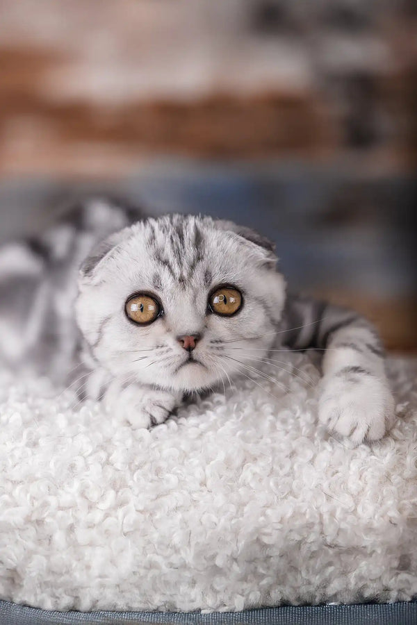 Princess | scottish fold kitten