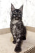 Cute black and silver Maine Coon kitten from the Prints collection