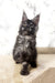 Gray Maine Coon kitten looking adorable, featured in Prints Maine Coon Kitten collection