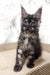 Adorable Gray Maine Coon kitten perfect for Prints | Maine Coon Kitten collection